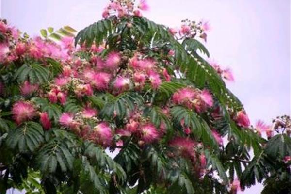 绒花树图片