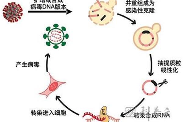 酵母菌感染