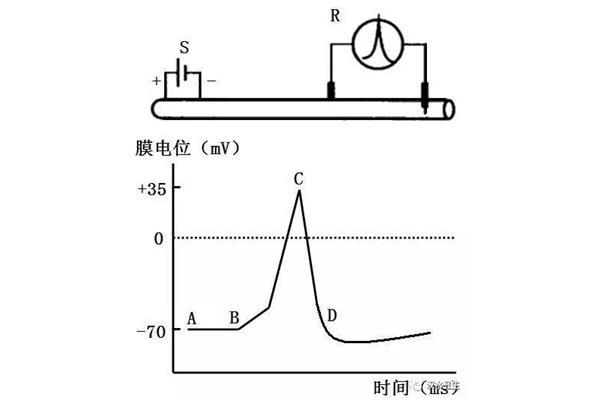 静息电位产生机制