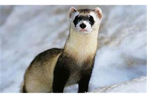 zooslook