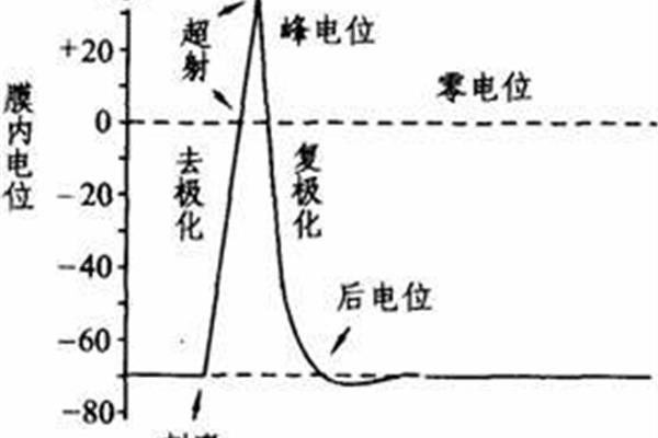 静息电位产生机制