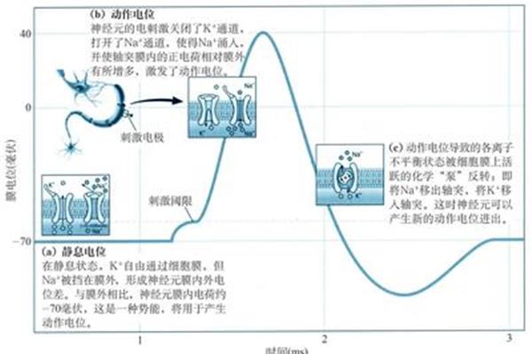 静息电位产生机制