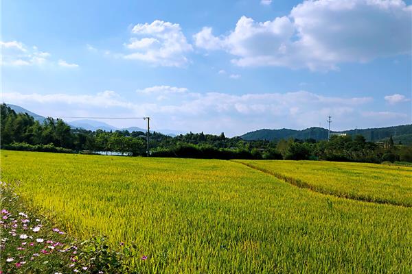 美丽的田野