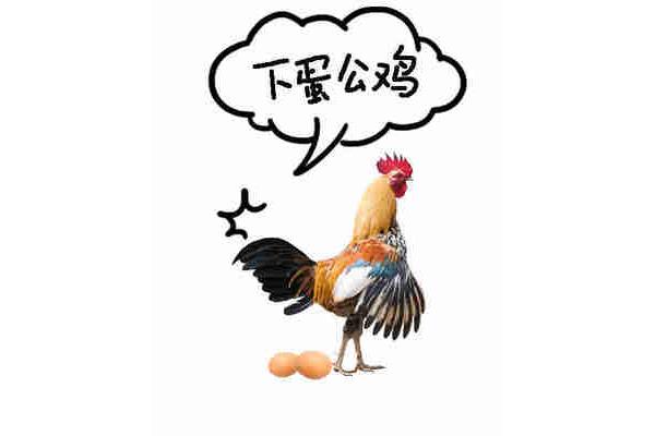 公鸡会下蛋吗
