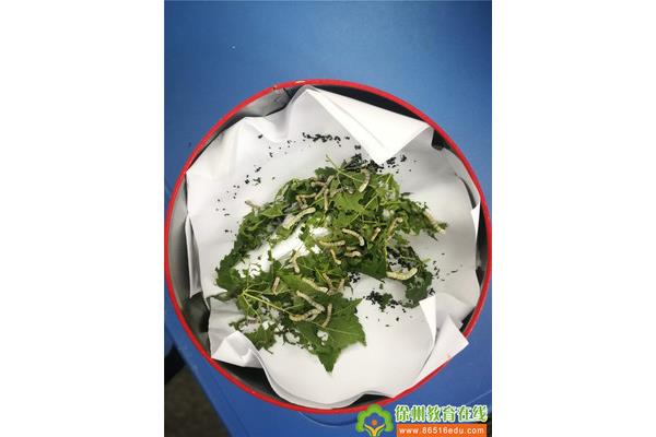 蚕宝宝长什么样子