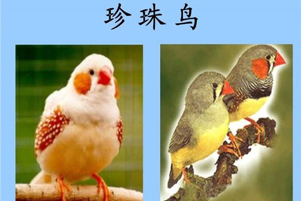 珍珠鸟的作者