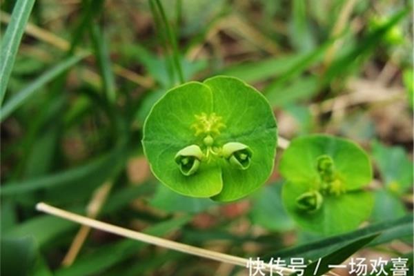 小孩草大人