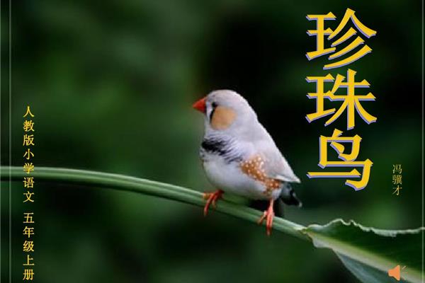 珍珠鸟的作者