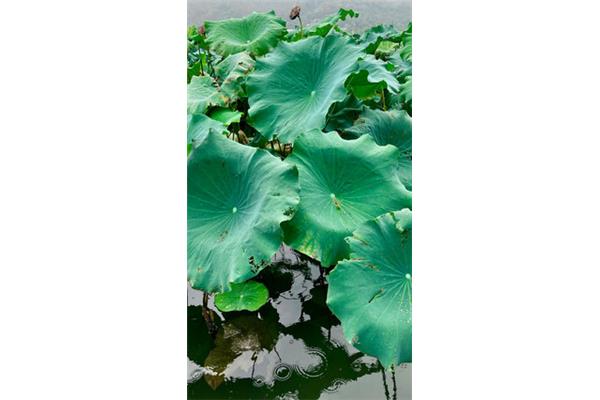 无风荷叶动打一字