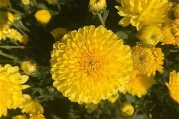 秋天有哪些花开放