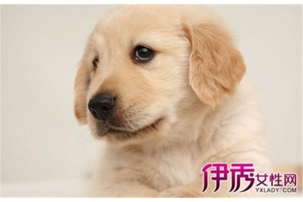 梦见自己被狗咬
