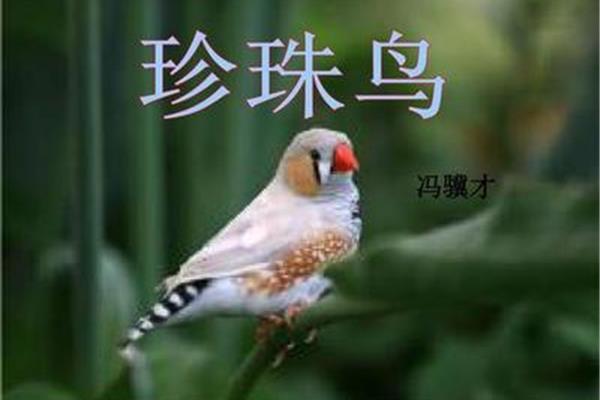 珍珠鸟的作者