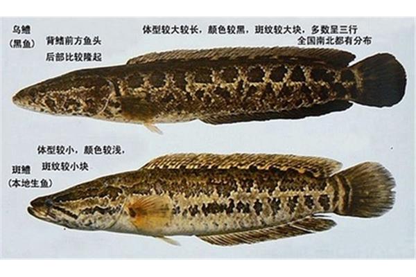 北滘怎么读