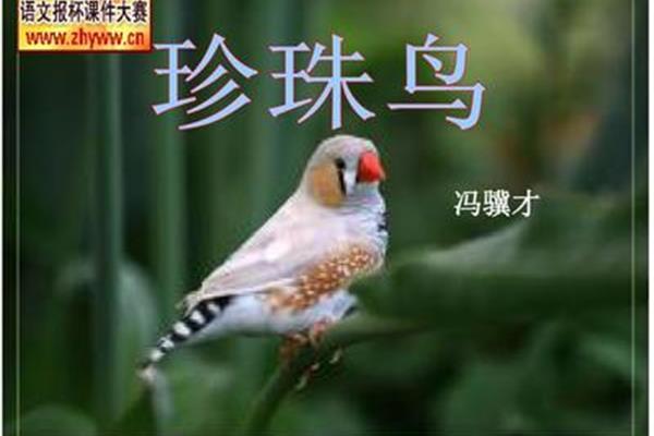 珍珠鸟的作者