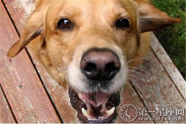 梦见自己被狗咬