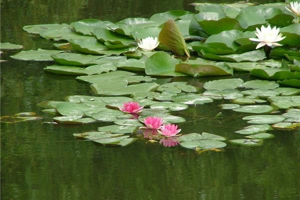 池塘的水满了