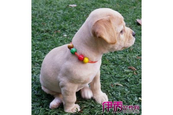 梦见自己被狗咬