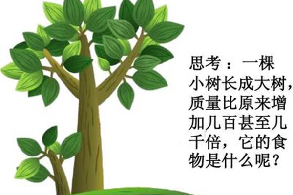 长成一棵树