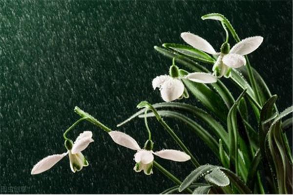 描写雨天的句子