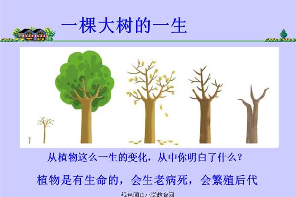 大树的特点