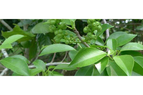 常绿硬叶林
