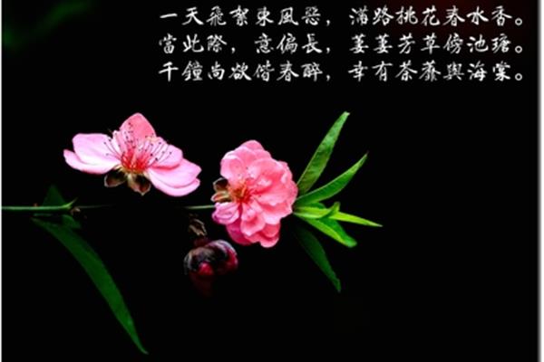 美丽的诗句
