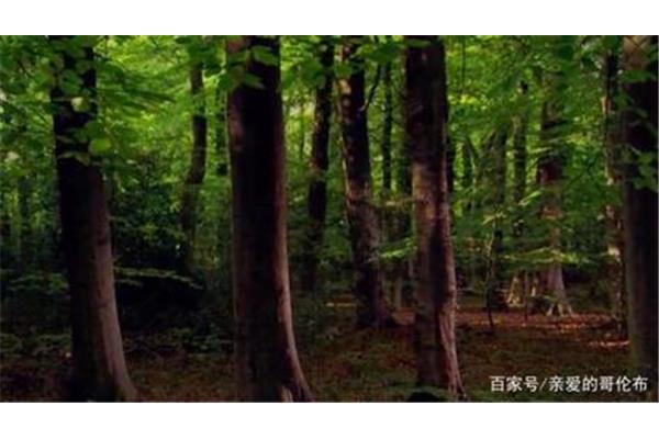 常绿硬叶林