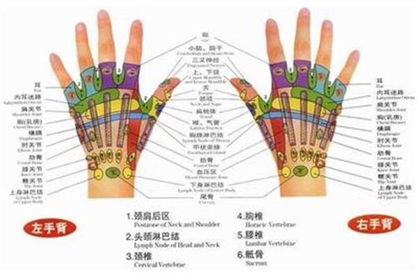 分清左手右手图片