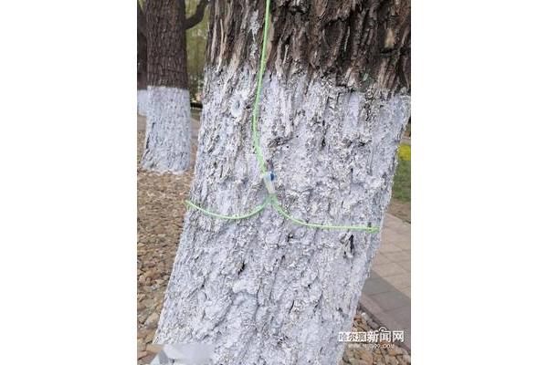 大树的特点