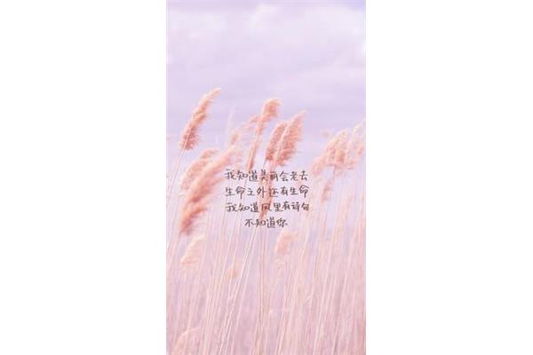 美丽的诗句