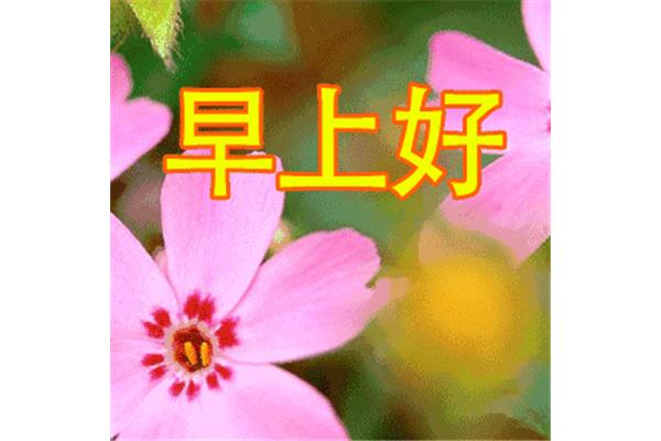 早上的问候语大全
