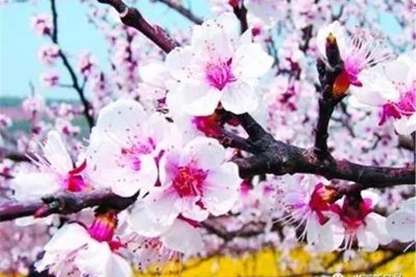 春风尔来为阿谁