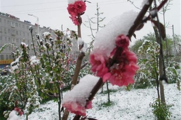 春天下雪了