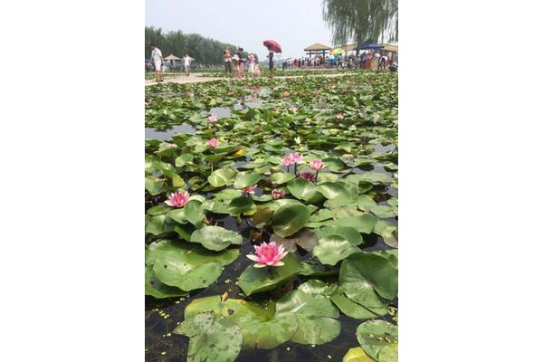 荷花大观园