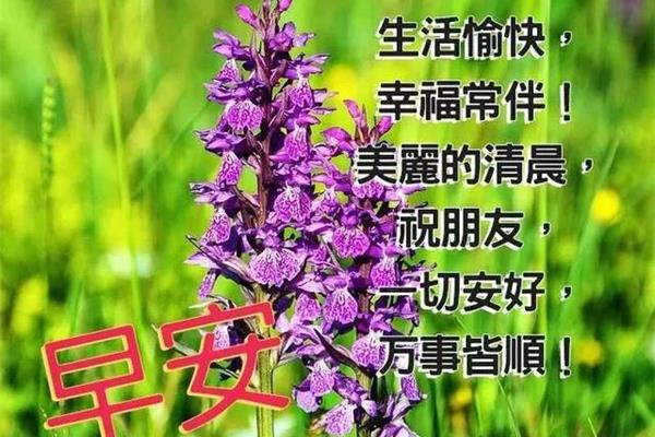早上的问候语大全