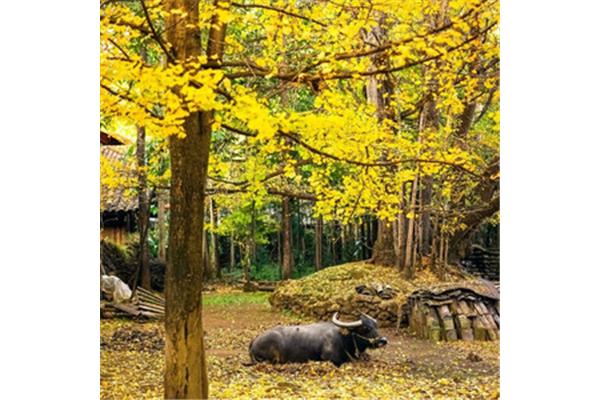 腾冲旅游攻略