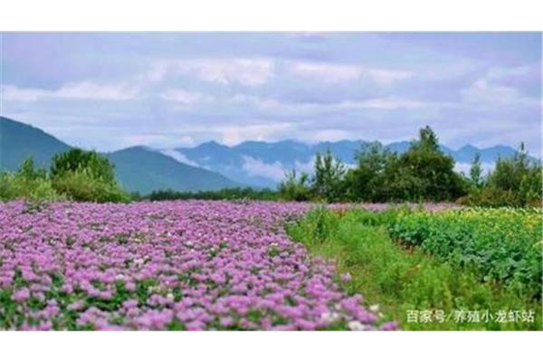 紫色的花海