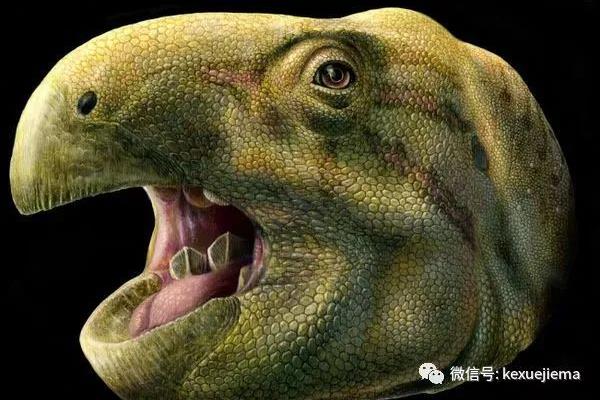 恐龙的牙齿