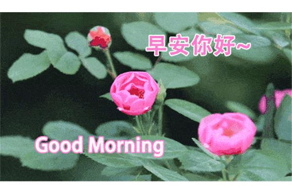 早上的问候语大全