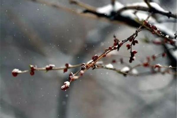 春天下雪了