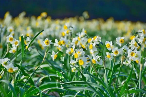 漳州水仙花