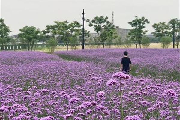 紫色的花海