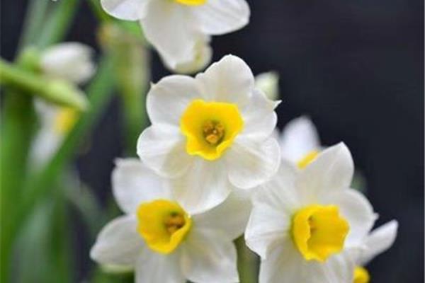 漳州水仙花