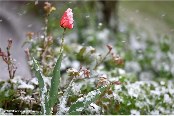 春天下雪了