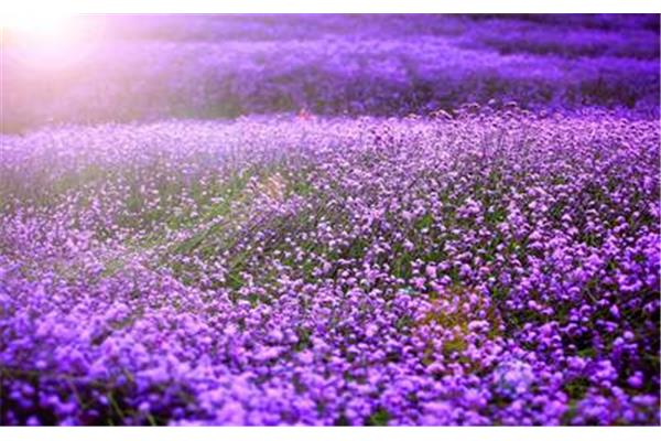 紫色的花海
