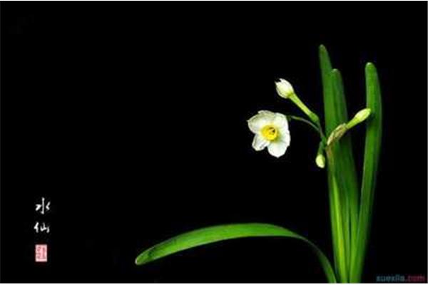 漳州水仙花