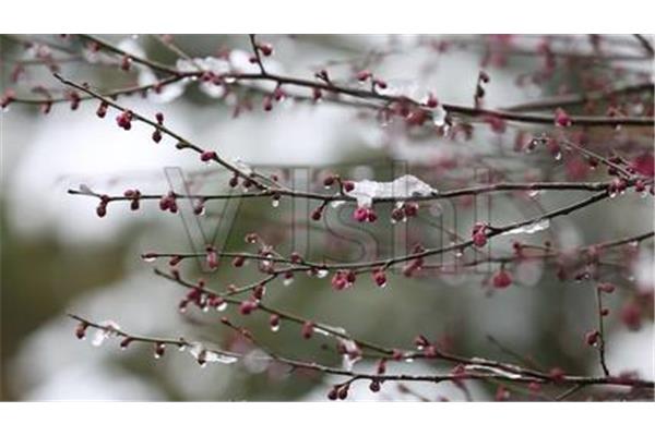 春天下雪了