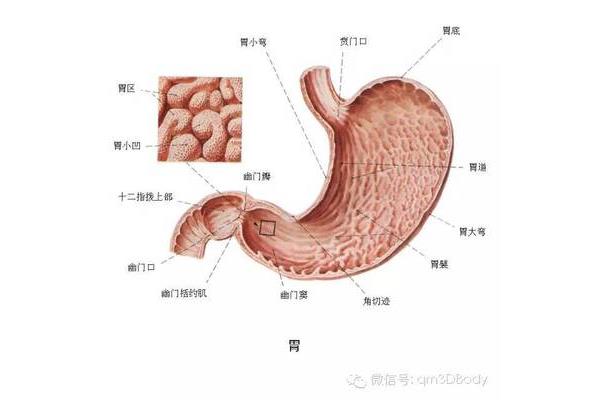 胃的解剖图