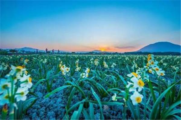 漳州水仙花