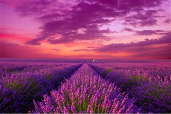 紫色的花海